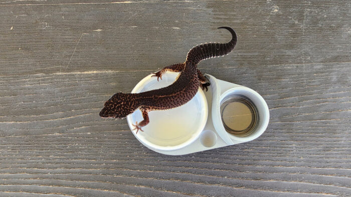 Ash Grey Leopard Gecko food bowl, calcium dish & water dish