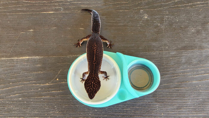 Sky Blue Leopard Gecko humid hide, dry hide, food bowl, calcium & water dish combo