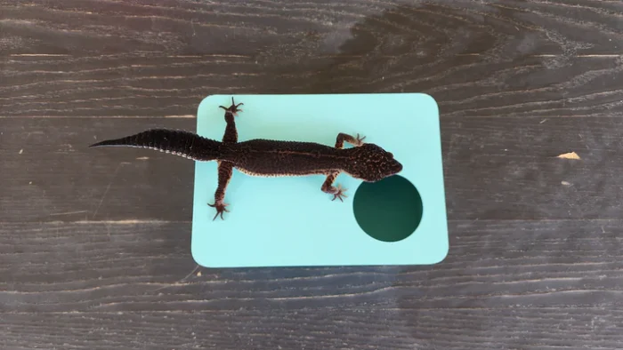 Sky Blue Leopard Gecko humid hide, dry hide, food bowl, calcium & water dish combo