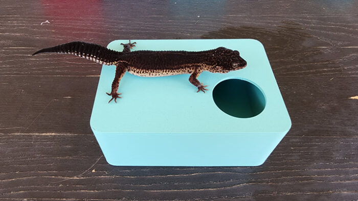 Sky Blue Leopard Gecko humid hide, dry hide, food bowl, calcium & water dish combo