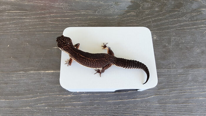 Ash Grey Leopard Gecko humid hide, dry hide, food bowl, calcium & water dish combo