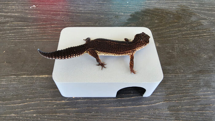 Ash Grey Leopard Gecko humid hide, dry hide, food bowl, calcium & water dish combo