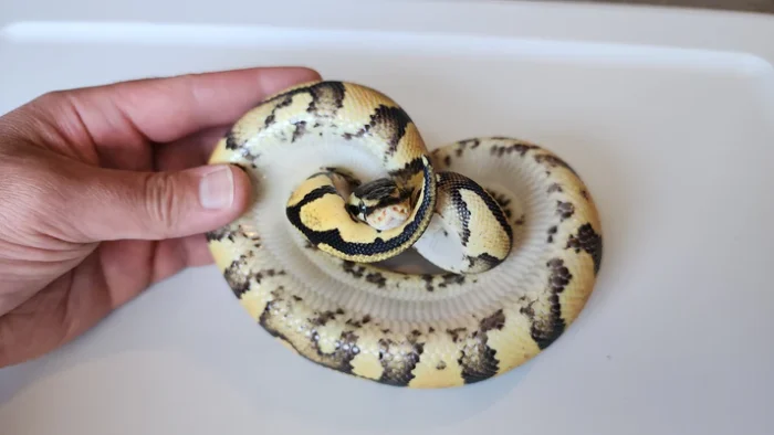 Male Pastel Het Puzzle Ball Python