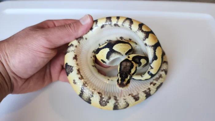 Female Pastel Yellow Belly Het Puzzle Ball Python