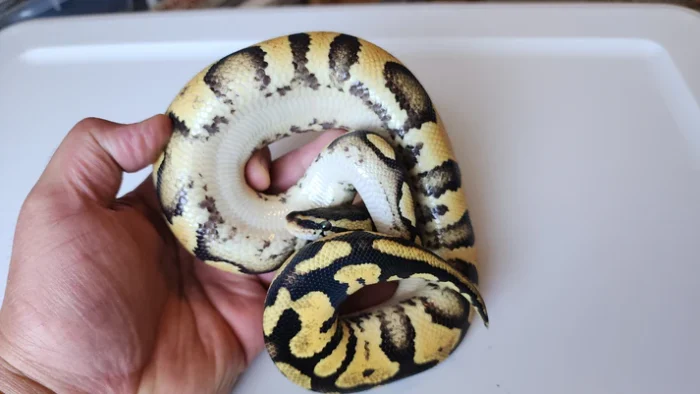 Male Pastel Het Puzzle Ball Python