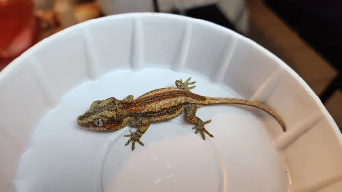 6 Stripe Red Stripe/Blotched Gargoyle Gecko (Heavy Pattern Lineage!)