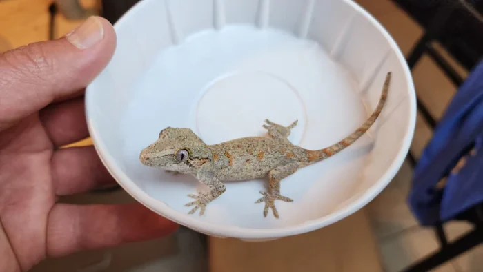 Orange Blotched Gargoyle Gecko