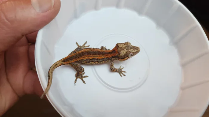 Red Stripe/Blotched Reticulated Gargoyle Gecko