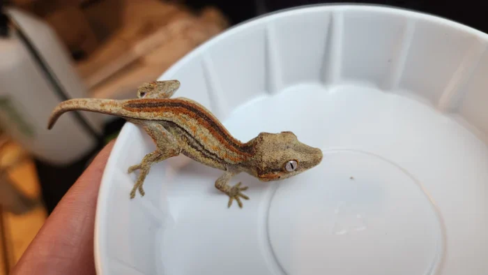 Red Striped Gargoyle Gecko