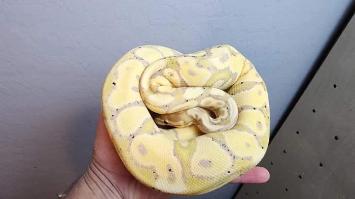 Male Banana Vanilla Het Clown Ball Python