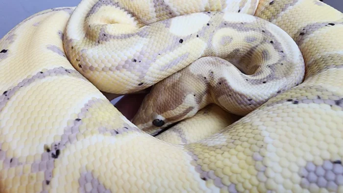 Male Banana Vanilla Het Clown Ball Python