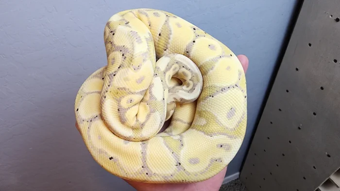 Male Banana Vanilla Het Clown Ball Python