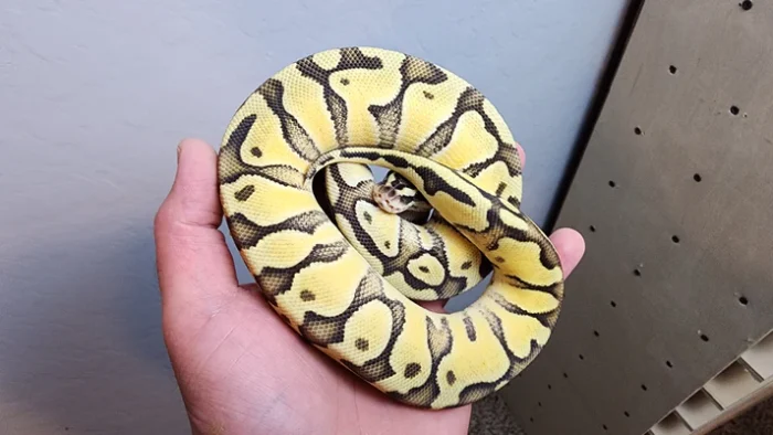 Female Super Pastel Enchi Het Clown Ball Python