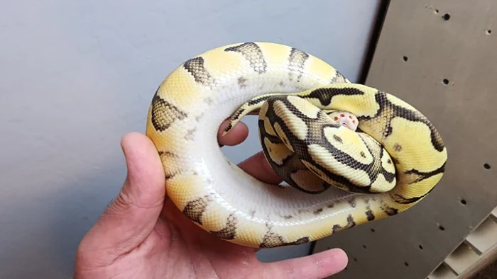 Female Super Pastel Enchi Het Clown Ball Python