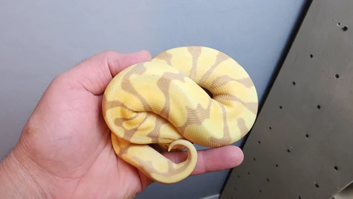 Female Banana Enchi Ball Python