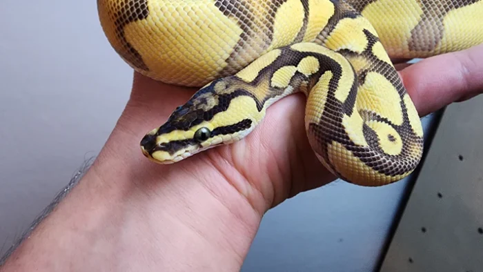 Male Enchi Pastel OD YB Het Hypo PH Clown PH PIED Ball Python