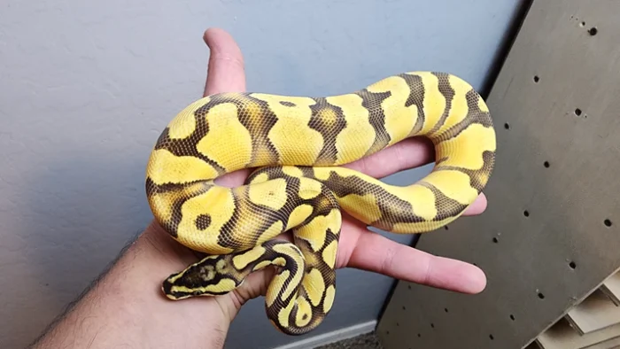 Male Enchi Pastel OD YB Het Hypo PH Clown PH PIED Ball Python