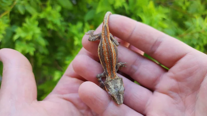 Red/Orange Stripe Gargoyle Gecko