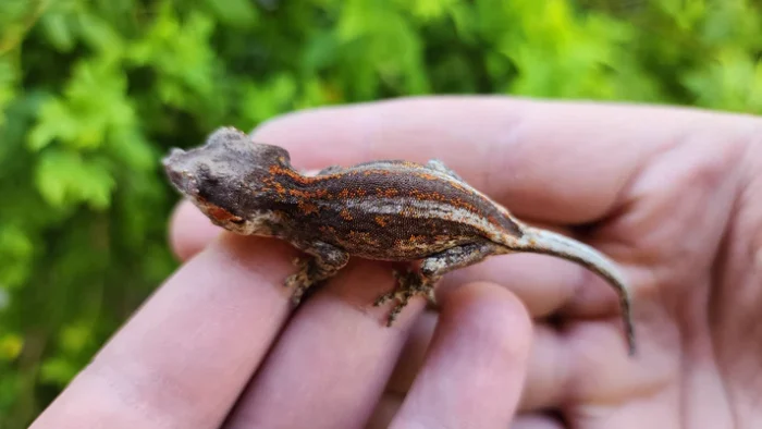 Red/Orange Stripe/Blotch Gargoyle Gecko