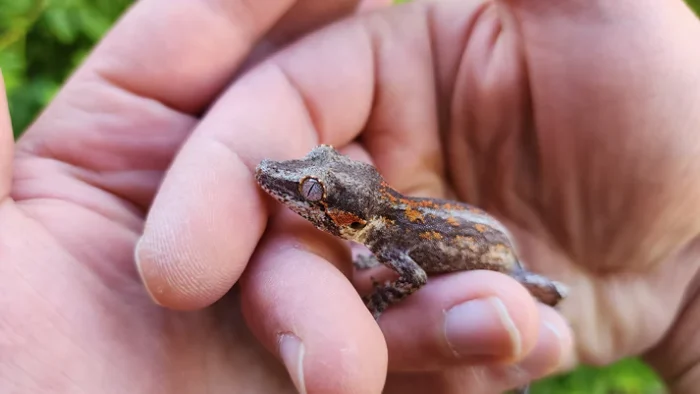 Red/Orange Stripe/Blotch Gargoyle Gecko