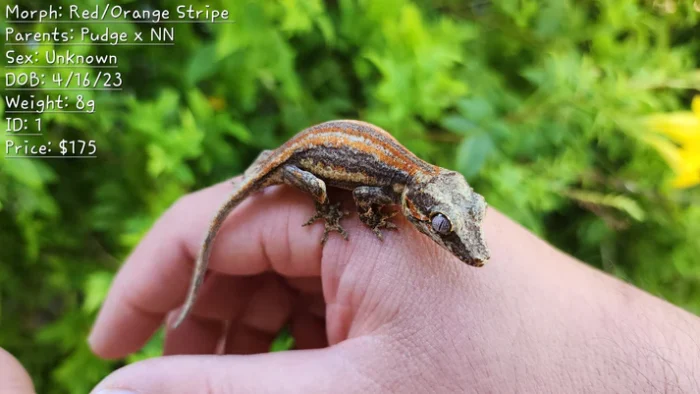 Red/Orange Stripe Gargoyle Gecko