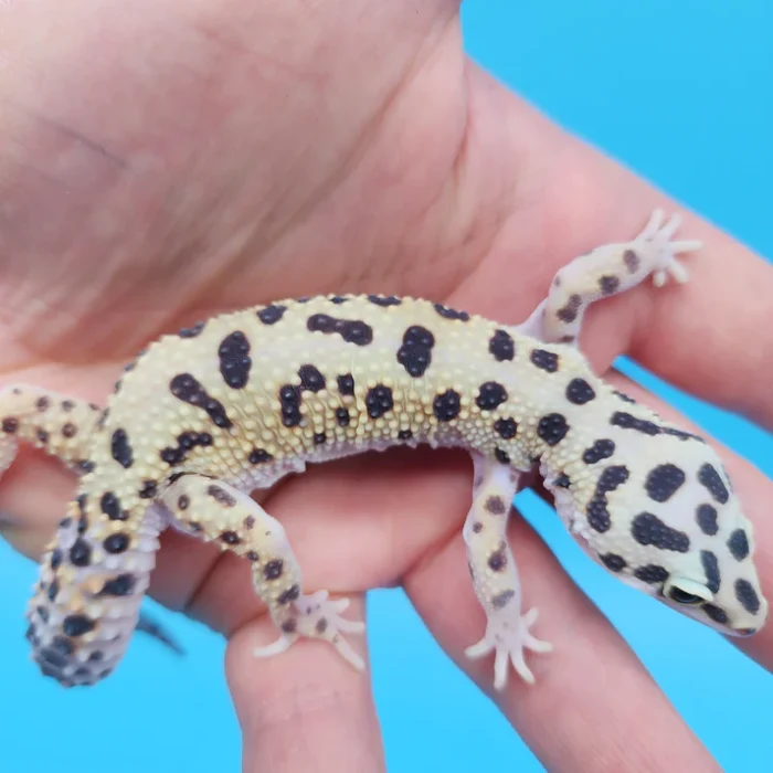 Bold Eclipse Leopard Gecko Adult Female