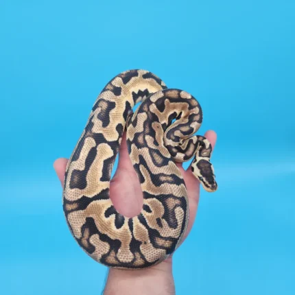 Male Pastel Puzzle (565g in shed)