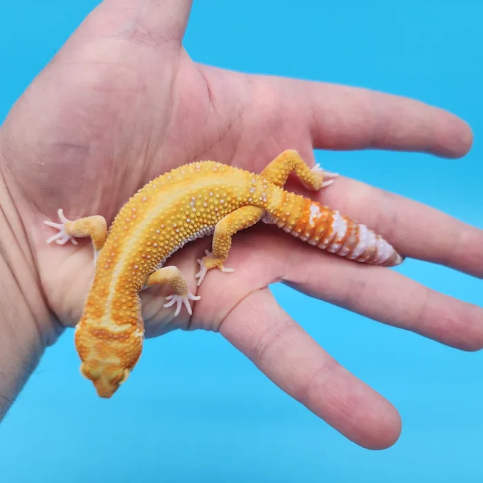 White & Yellow Tremper Adult