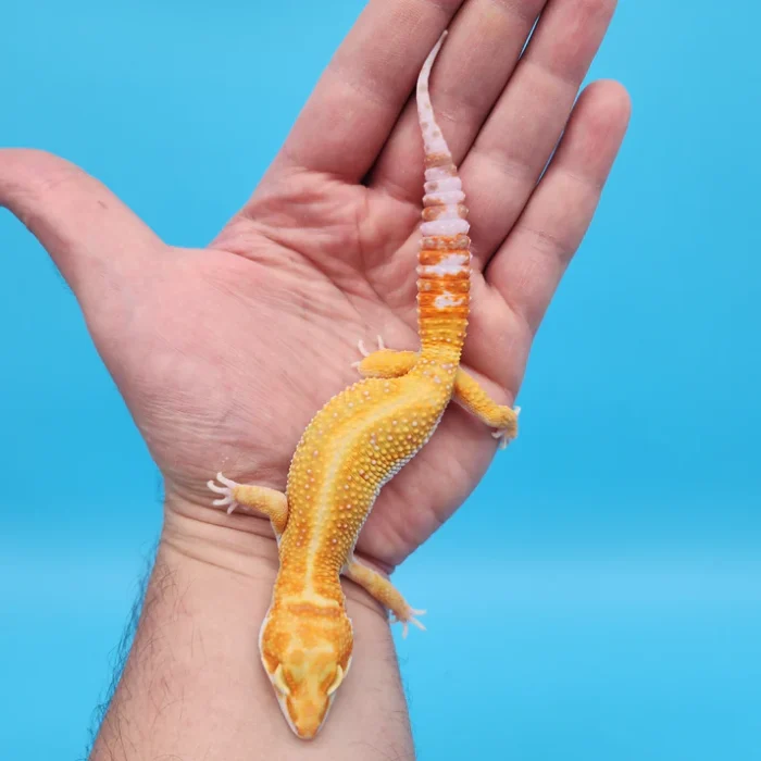 White & Yellow Tremper Adult