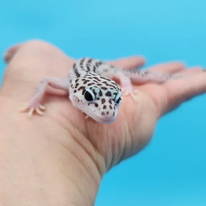 Super Snow Leopard Gecko Adult