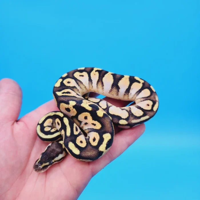 Female Calico Yellow Belly 100% Het Puzzle (FREE Shipping)