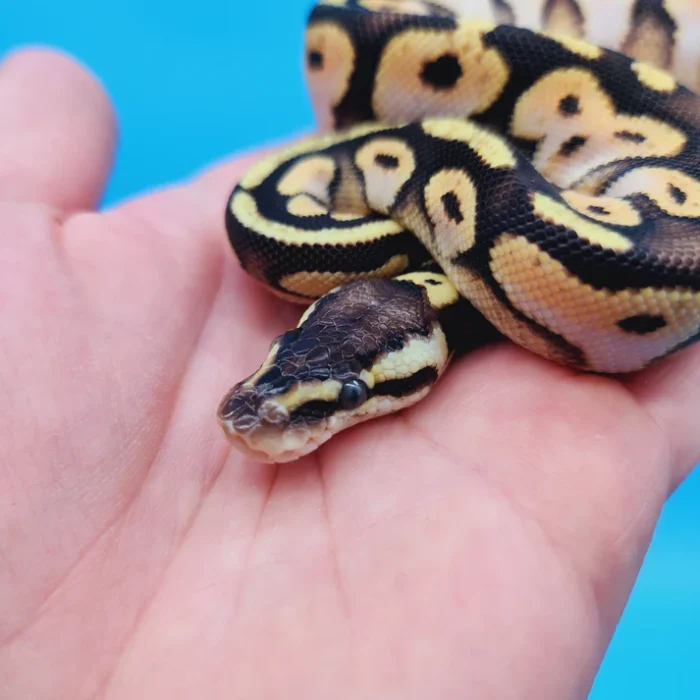 Female Calico Yellow Belly 100% Het Puzzle (FREE Shipping)