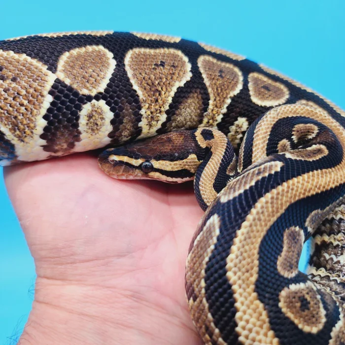 Male 100% Het Puzzle Possible Yellow Belly