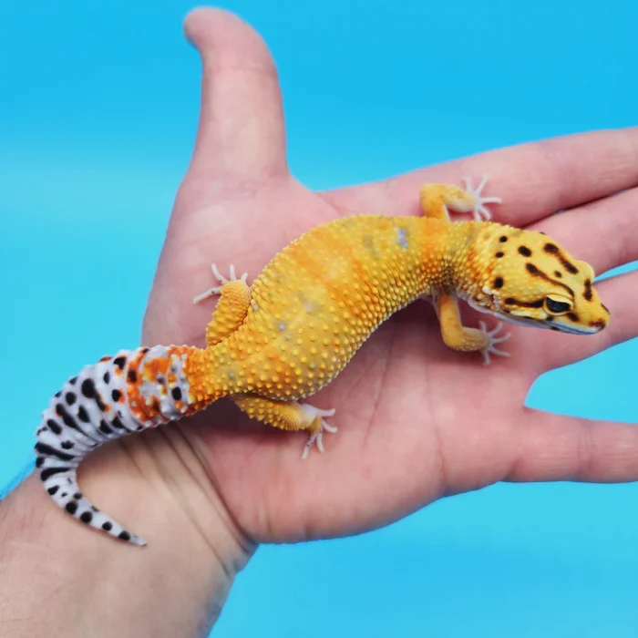 OG Tangerine Leopard Gecko Adult Female (#32323-05)