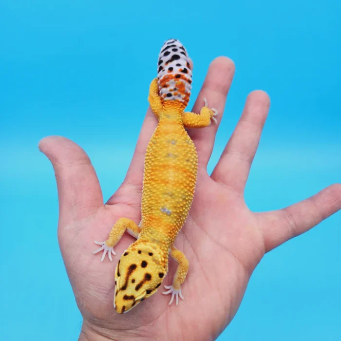 OG Tangerine Leopard Gecko Adult Female (#32323-05)