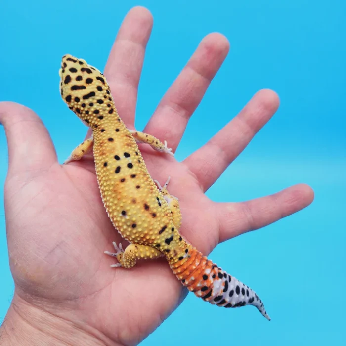 OG Tangerine Leopard Gecko Adult Female (#32323-03)