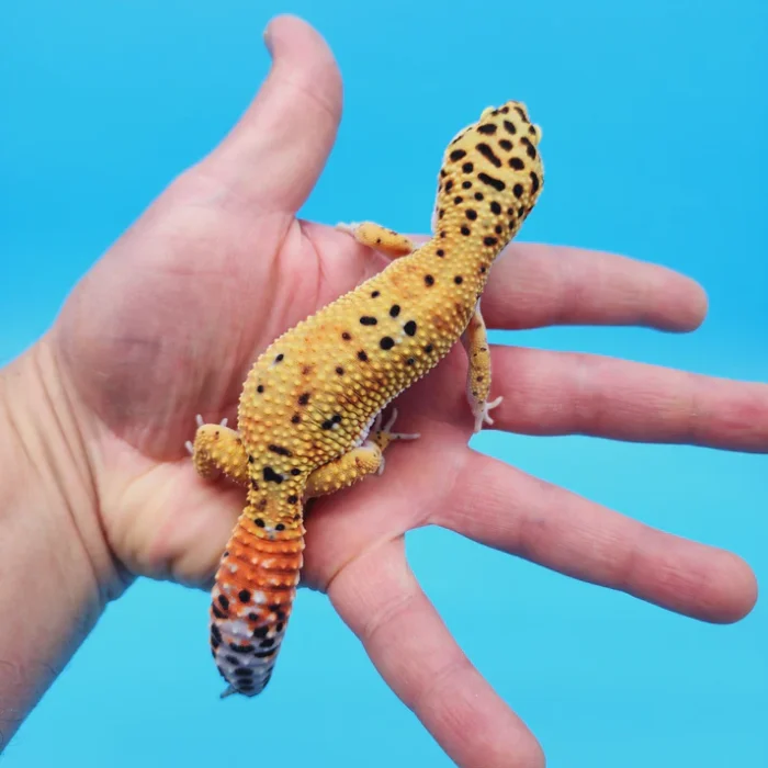 OG Tangerine Leopard Gecko Adult Female (#32323-03)