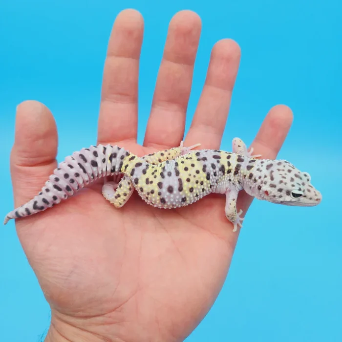 Giant W&Y Mack Snow Leopard Gecko Female