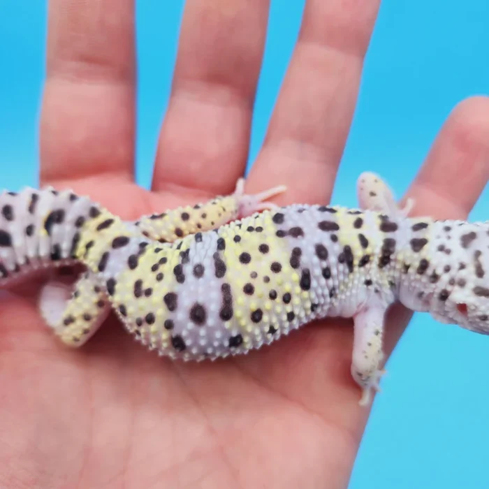 Giant W&Y Mack Snow Leopard Gecko Female