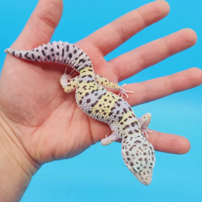 Giant W&Y Mack Snow Leopard Gecko Female