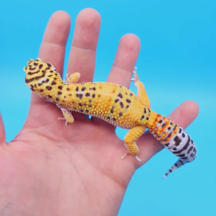 OG Tangerine Leopard Gecko Adult Female (#32323-02)