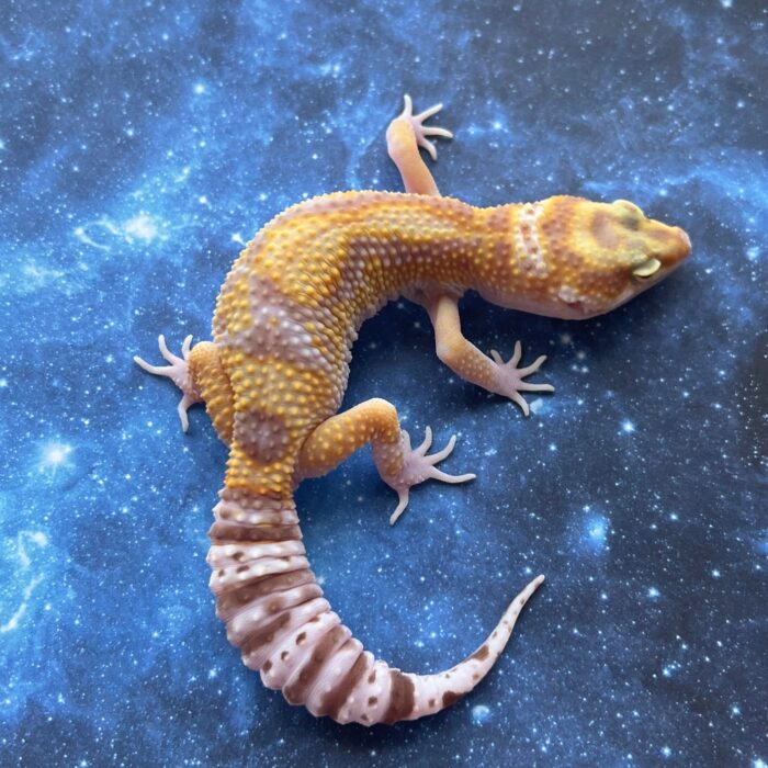 OG Tang x Pacific Green Leopard Gecko Sub Adult