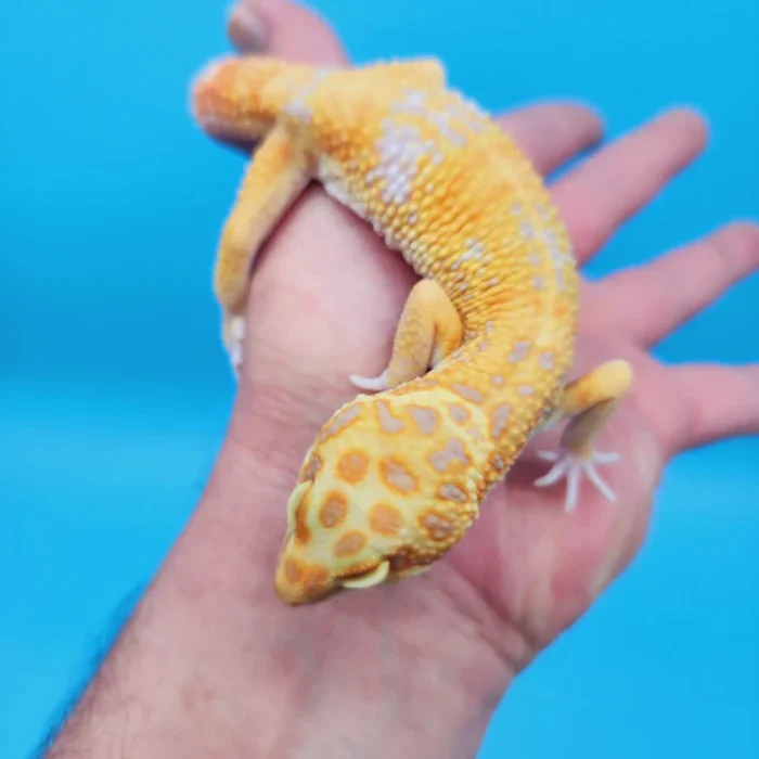 Tremper Tang W&Y Leopard Gecko Adult Male