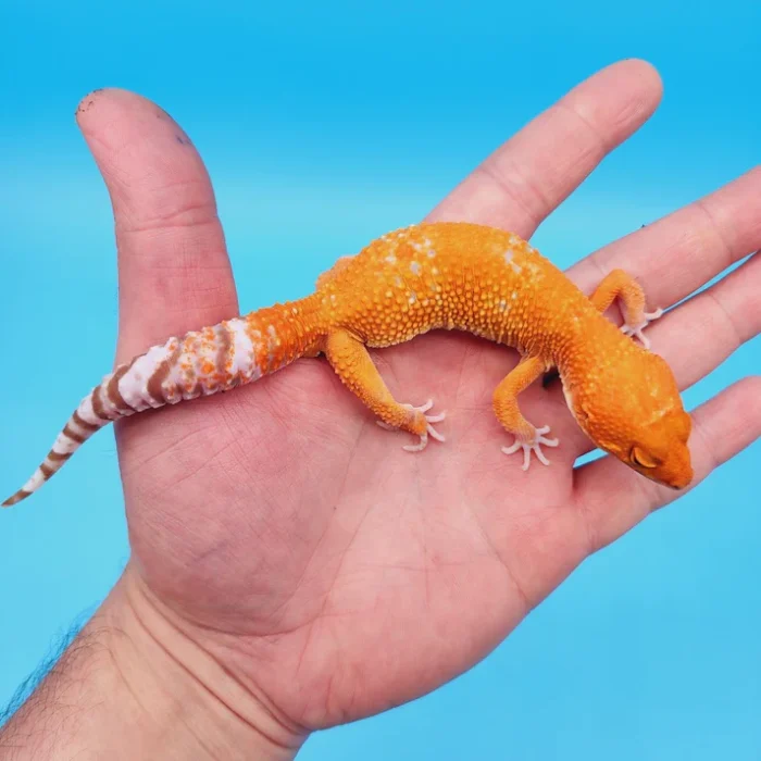 Tangerine Jungle Tremper Leopard Gecko Adult