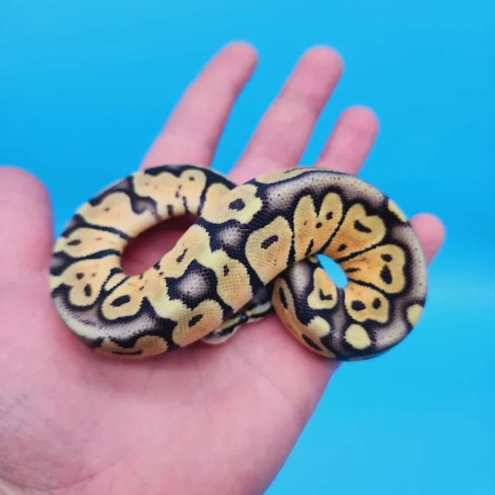 Female Super Pastel Het Puzzle Possible Het Clown Ball Python