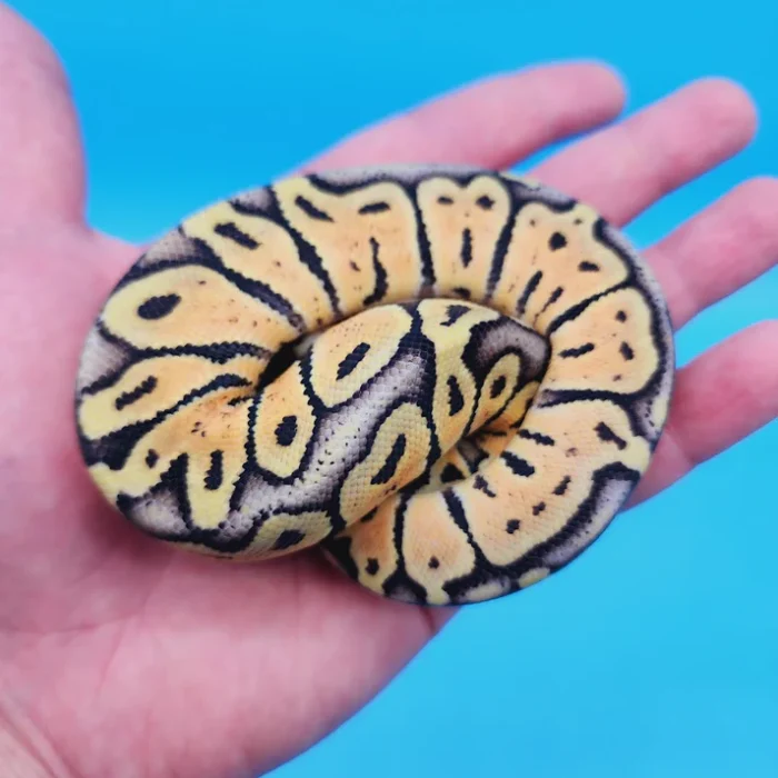 Female Super Pastel Het Puzzle Possible Het Clown Ball Python