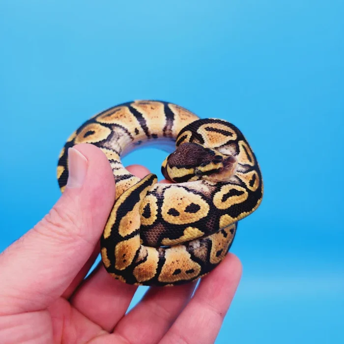 Female Pastel Het Puzzle Possible Het Clown Ball Python