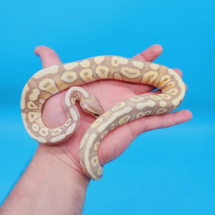 Female Banana Pastel Yellow Belly Ball Python