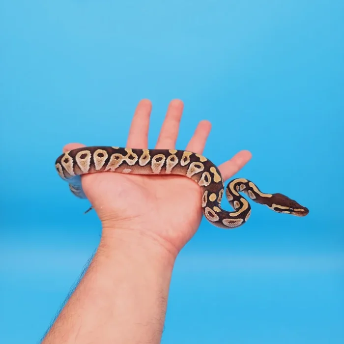 Male Black Head Lesser Ball Python