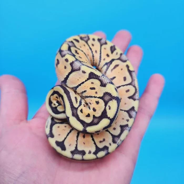 Female Super Pastel Het Puzzle Possible Het Clown Ball Python